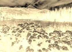 Sepia + Negatyw