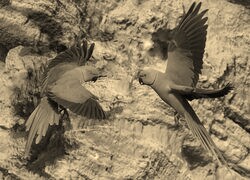 Szary + Sepia