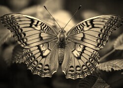 Szary + Sepia