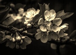 Szary + Sepia