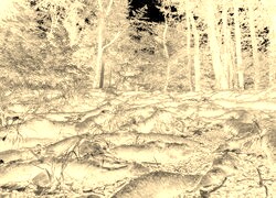 Sepia + Negatyw