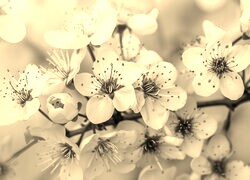 Szary + Sepia