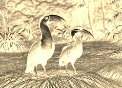Sepia + Negatyw