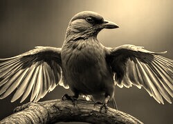 Szary + Sepia