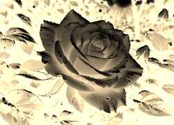 Sepia + Negatyw
