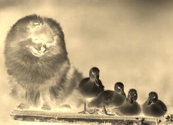 Sepia + Negatyw