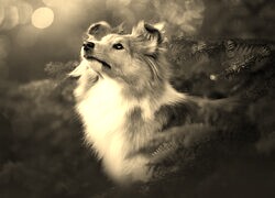 Sepia