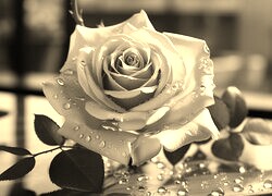 Sepia
