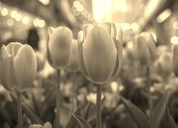 Szary + Sepia