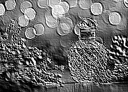 Skamielina