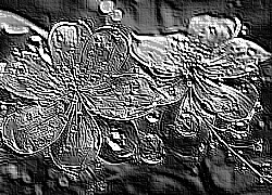 Skamielina