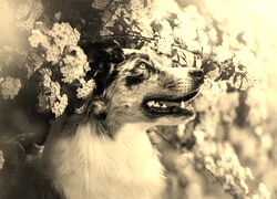 Szary + Sepia