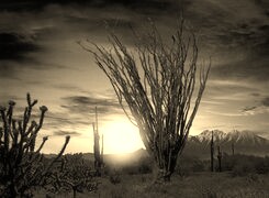 Sepia