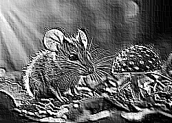 Skamielina