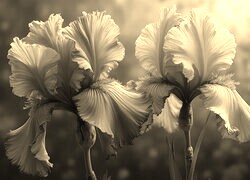 Szary + Sepia
