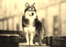 Szary + Sepia