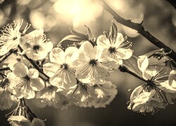 Szary + Sepia