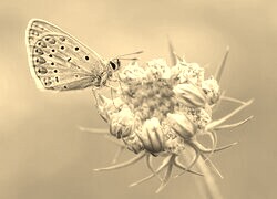 Szary + Sepia
