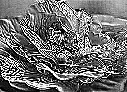 Skamielina