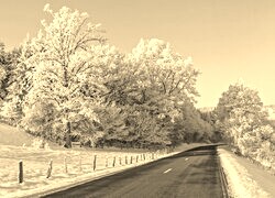 Szary + Sepia
