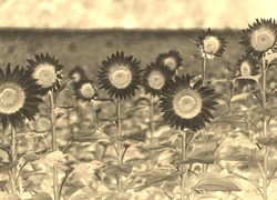 Sepia + Negatyw