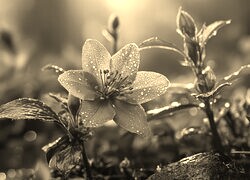 Szary + Sepia