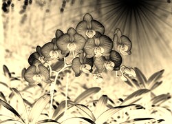 Sepia + Negatyw
