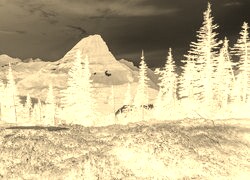 Sepia + Negatyw
