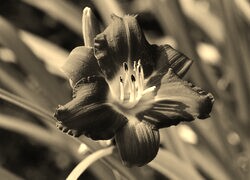 Szary + Sepia