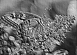 Skamielina