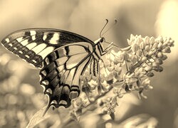 Szary + Sepia