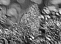 Skamielina