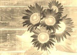 Sepia + Negatyw