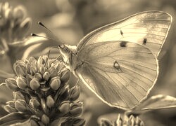 Szary + Sepia