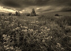 Szary + Sepia