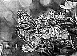 Skamielina
