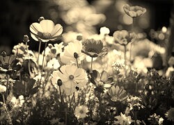 Szary + Sepia