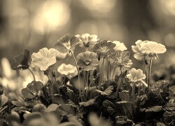Szary + Sepia