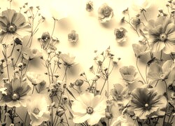 Szary + Sepia