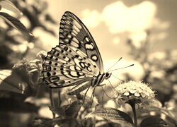 Szary + Sepia