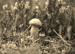 Szary + Sepia