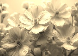 Szary + Sepia