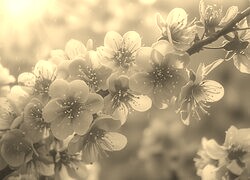 Szary + Sepia