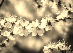 Szary + Sepia