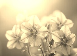 Szary + Sepia