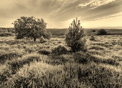 Szary + Sepia