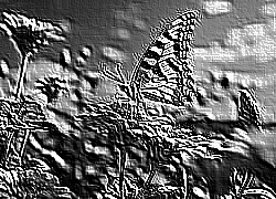 Skamielina