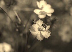 Szary + Sepia