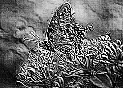Skamielina