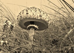 Szary + Sepia